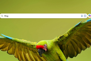 Read more about the article Should you optimize your Blogs for Bing?